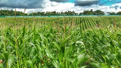 Why a Zimbabwean farming project failed: Lessons for rural innovation