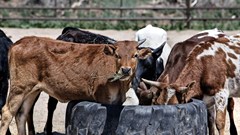 New biosecurity initiative to pay dividends to cattle farmers