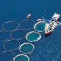 Aquaculture projects to create jobs