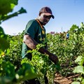 Problematic assumptions raise questions about South Africa's new land reform plan