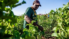 Problematic assumptions raise questions about South Africa's new land reform plan