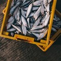 Fisheries sustainability top agenda at WTO meeting