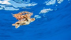 Unchartered waters: Our new normal and adjusting to it