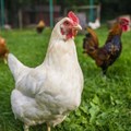 Safcei joins global cage-free campaign against Burger King owner