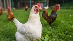 Safcei joins global cage-free campaign against Burger King owner