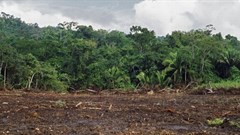 850,000 animal viruses could be caught by humans, unless we protect nature - UN report