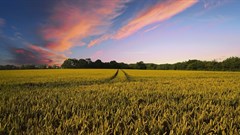 TheDigitalArtist via