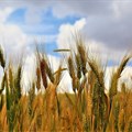Climate threats spark exciting research into drought tolerant crops