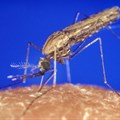 Mosquitoes and parasites do not respect country borders. CDC/James Gathan
