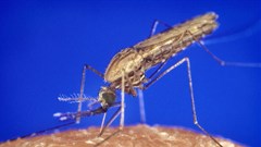 Mosquitoes and parasites do not respect country borders. CDC/James Gathan