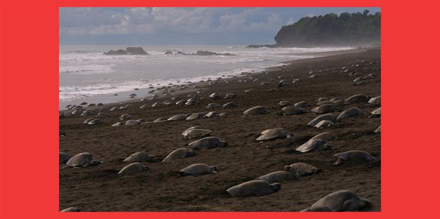 What is shaping culture? The early days of Covid (pt 2)