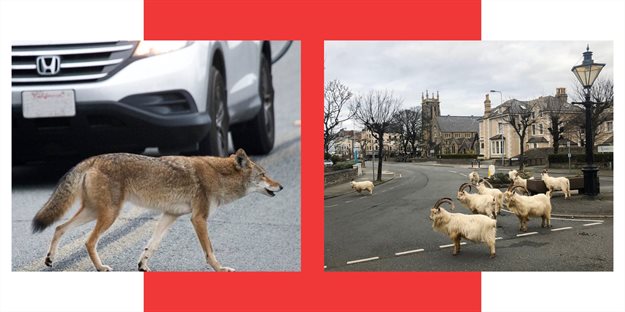 What is shaping culture? The early days of Covid (pt 2)