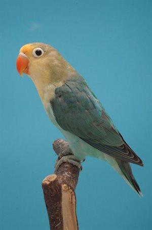 Lovebirds<p>Photo by: Dirk van den Abeele)