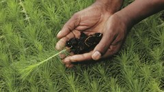 The wooden economy and the world's ultimate renewable