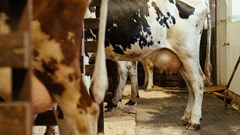 New test for Johne's disease could be a game-changer