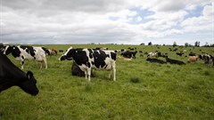 Nestlé announces first net zero dairy farm in SA