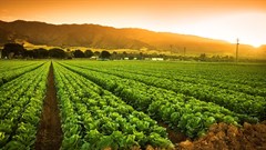 Agriculture's 3rd quarter 2020 GDP outcomes still impressive