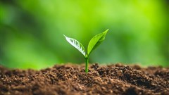 Food and clean water start with soil biodiversity: Learning more about it is urgent