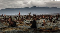 Almost 90% of the world's animal species will lose some habitat to agriculture by 2050