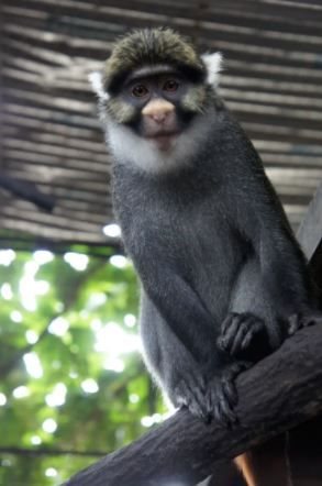 Sclater’s guenon: this monkey in Nigeria could lose up to 99% of its remaining habitat to agriculture. ,