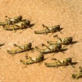 FAO seeks funds as Desert Locust swarms threaten food security in Africa, Yemen
