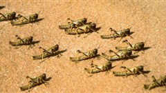FAO seeks funds as Desert Locust swarms threaten food security in Africa, Yemen