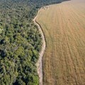 Demand for meat is driving deforestation in Brazil - changing the soy industry could stop it