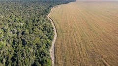 Demand for meat is driving deforestation in Brazil - changing the soy industry could stop it