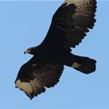 Verreaux’s Black Eagle flying high. Author supplied/Megan Murgatroyd