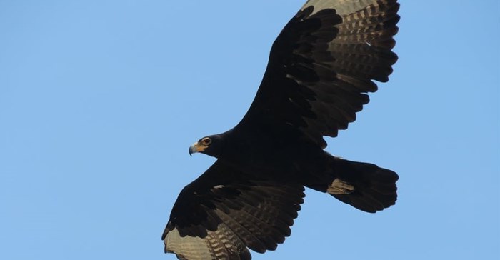 Verreaux’s Black Eagle flying high. Author supplied/Megan Murgatroyd
