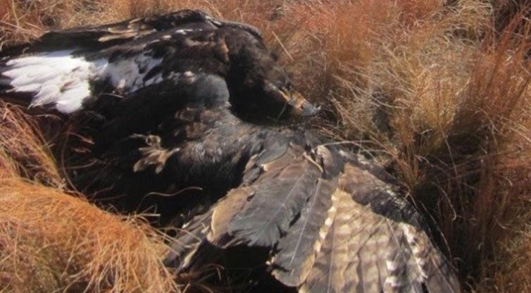 A Verreaux’s eagle found dead during monitoring at a wind farm in South Africa. Author supplied