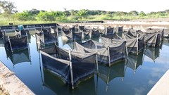 WorldFish, LVFO strengthen research ties boosting aquatic food availability in East Africa