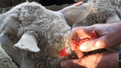 Stop Rift Valley fever in its tracks