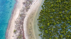 New mangrove forest mapping tool puts conservation in reach of coastal communities