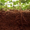 Mutant roots reveal how we can grow crops in damaged soils
