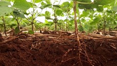 Mutant roots reveal how we can grow crops in damaged soils