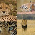 National Geographic Wild's Big Cat Month 2021 features 7 premiere specials highlighting big cats