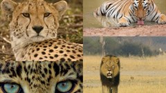 National Geographic Wild's Big Cat Month 2021 features 7 premiere specials highlighting big cats
