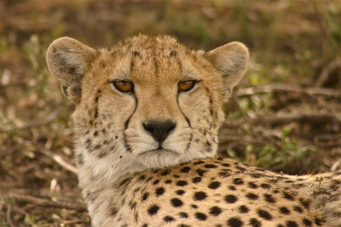 National Geographic Wild's Big Cat Month 2021 features 7 premiere specials highlighting big cats