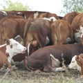 Farmers reminded to vaccinate animals against Rift Valley Fever
