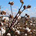 Cotton: A golden opportunity for South Africa?