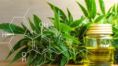 Is SA's cannabis industry predicted to become 'green gold' or 'fool's gold'?