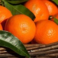 SA's citrus industry celebrates record-breaking export season