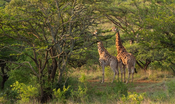 Those giraffe - © Di Brown.