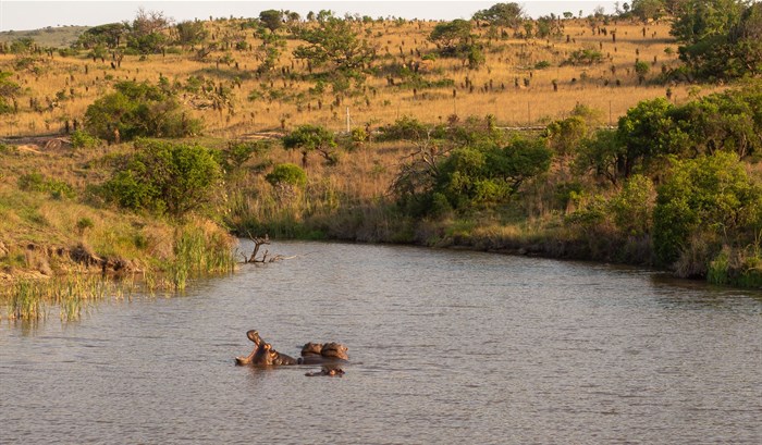 Hippo pool, Babanango Game Reserve - © Di Brown.