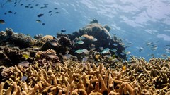 Noise pollution is harming sea life, needs to be prioritised, scientists say