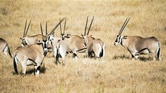 FAO, AFD project to boost sustainable wildlife management, food security in southern Africa