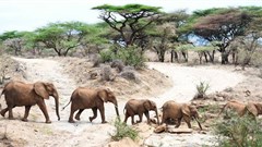 Work can be a violent experience for Zimbabwe's forest rangers