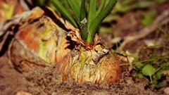 NPOs invited to support local food garden projects