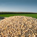 Cost of soybeans will remain high for South Africa's poultry industry